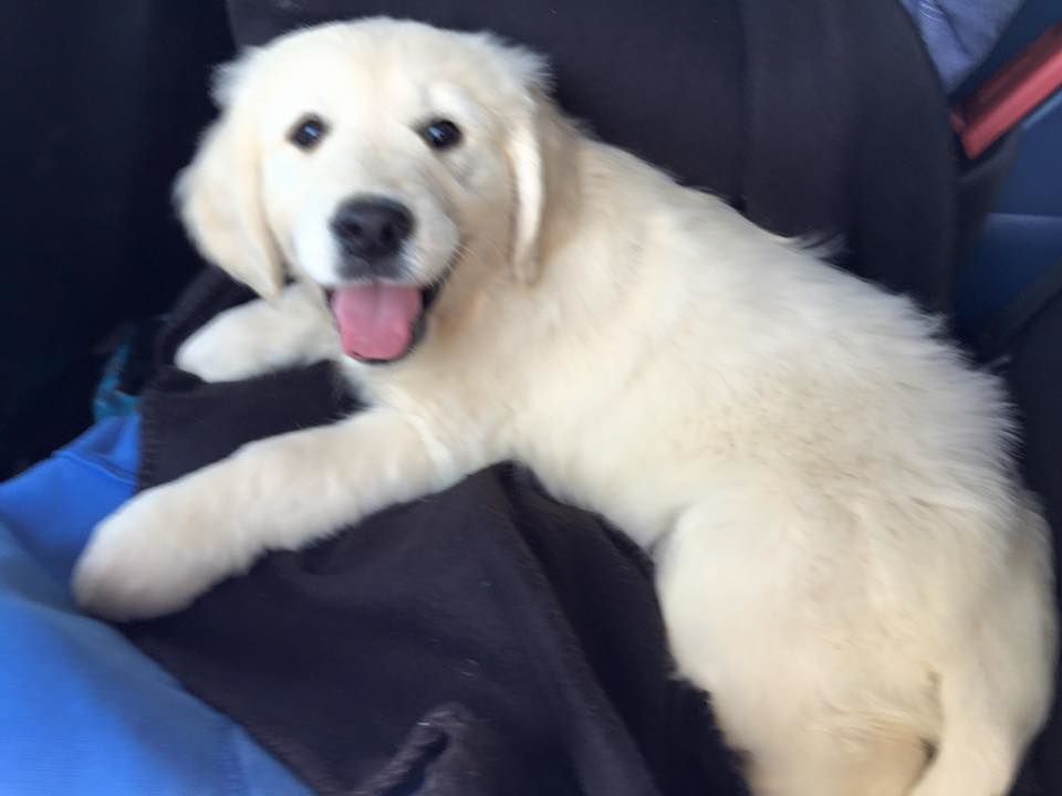 l'arrivée d' Happy